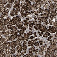 Anti-ZBED6CL antibody produced in rabbit 