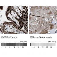 Anti-ZBTB10 antibody produced in rabbit 
