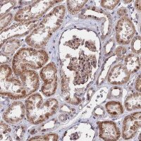 Anti-ZC3H10 antibody produced in rabbit