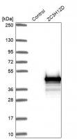 Anti-ZC3H12D antibody produced in rabbit 