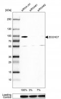 Anti-ZCCHC7 antibody produced in rabbit 