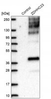 Anti-ZDHHC23 antibody produced in rabbit HPA016808-100UL