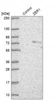 Anti-ZER1 antibody produced in rabbit 