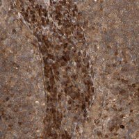 Anti-ZFAND1 antibody produced in rabbit 