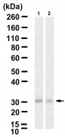 Anti-ZFAND1 Antibody, clone 4K16 ZooMAb� Rabbit Monoclonal 