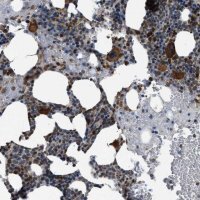 Anti-ZFAND2A antibody produced in rabbit