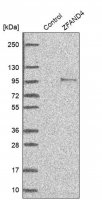 Anti-ZFAND4 antibody produced in rabbit 