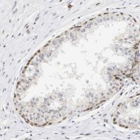 Anti-ZFC3H1 antibody produced in rabbit 