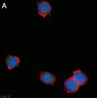 Anti-Zfp64 Antibody, clone 3B22 ZooMAb� Rabbit Monoclonal 