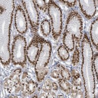 Anti-ZFPM1 antibody produced in rabbit 