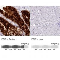 Anti-ZG16 antibody produced in rabbit HPA052066-100UL