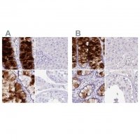 Anti-ZG16 antibody produced in rabbit HPA052066-100UL