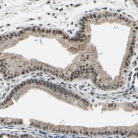 Anti-ZNF174 antibody produced in rabbit