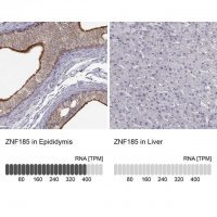 Anti-ZNF185 antibody produced in rabbit 