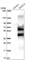 Anti-ZNF213 antibody produced in rabbit 