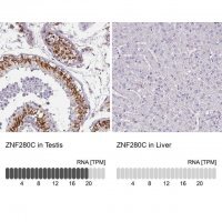Anti-ZNF280C antibody produced in rabbit HPA051494-100UL