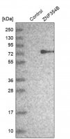 Anti-ZNF354B antibody produced in rabbit 