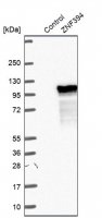 Anti-ZNF394 antibody produced in rabbit 