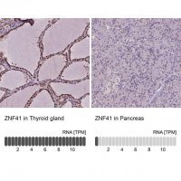 Anti-ZNF41 antibody produced in rabbit 