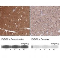 Anti-ZNF436 antibody produced in rabbit HPA043817-100UL