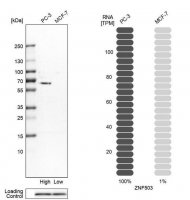 Anti-ZNF503 antibody produced in rabbit 