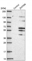 Anti-ZNF596 antibody produced in rabbit