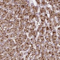 Anti-ZNF596 antibody produced in rabbit