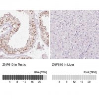 Anti-ZNF610 antibody produced in rabbit 