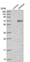 Anti-ZNF649 antibody produced in rabbit 