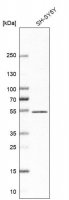Anti-ZNF704 antibody produced in rabbit HPA024285-100UL