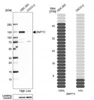 Anti-ZNF711 antibody produced in rabbit