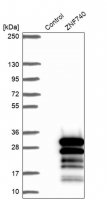 Anti-ZNF740 antibody produced in rabbit 