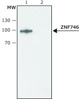 Anti-ZNF746 antibody produced in rabbit SAB4200530-200UL