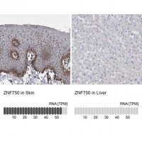Anti-ZNF750 antibody produced in rabbit 