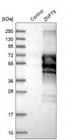Anti-ZNF79 antibody produced in rabbit 
