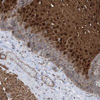 Anti-ZNF8 antibody produced in rabbit