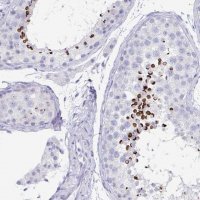 Anti-ZPBP antibody produced in rabbit 