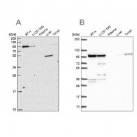 Anti-ZW10 antibody produced in rabbit 