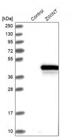 Anti-ZWINT antibody produced in rabbit 