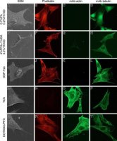 Monoclonal Anti--Tubulin antibody produced in mouse 