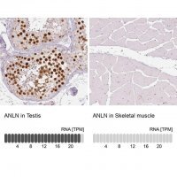 Monoclonal Anti-ANLN antibody produced in mouse 