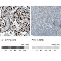 Monoclonal Anti-ATF3 antibody produced in mouse 