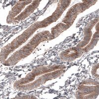 Monoclonal Anti-ATG5 antibody produced in mouse AMAB91582-100UL