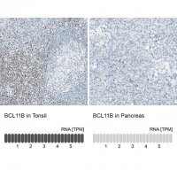 Monoclonal Anti-BCL11B antibody produced in mouse