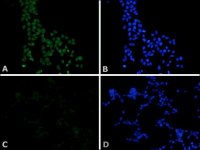Monoclonal Anti-c-MycFITC antibody produced in mouse F2047-100UG