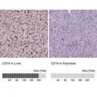 Monoclonal Anti-CD14 antibody produced in mouse 
