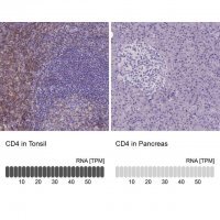 Monoclonal Anti-CD4 antibody produced in mouse 