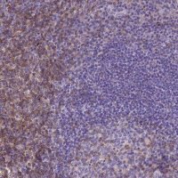 Monoclonal Anti-CD4 antibody produced in mouse 