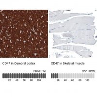 Monoclonal Anti-CD47 antibody produced in mouse 