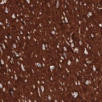 Monoclonal Anti-CD47 antibody produced in mouse 